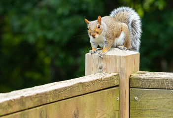 grey squirrel perched on the post of a weathered wooden deck against a dark green foliage background.