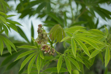 The tree cassava used a source of rubber also known as Manihot glaziovii. Flowers casava
