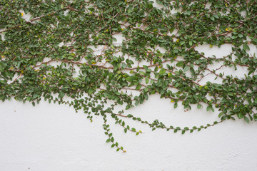 creeper against wall