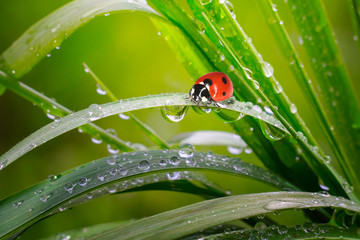 Ladybug on grass in summer in the field close-up
