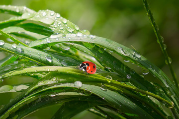 Ladybug on grass in summer in the field close-up