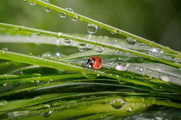 Ladybug on grass in summer in the field close-up