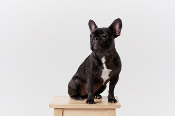 Puppy Black French bulldog sitting and looking on camera , isolated on white