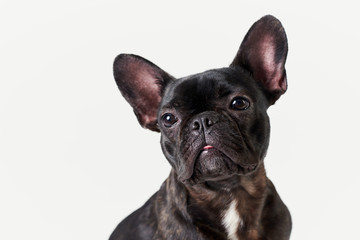Puppy Black French bulldog sitting and looking on camera , isolated on white