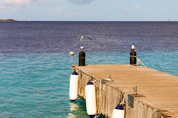 wooden pier leading out to sea with two birds sitting on beams with one bird flying in to land -...