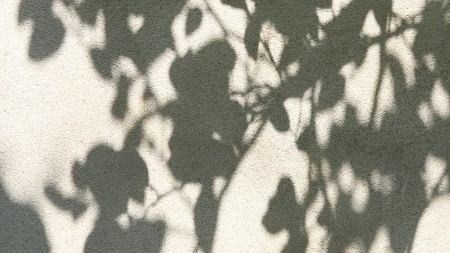 Leaves  shadow on the wall, Chiangmai  Thailand