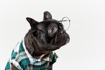 Smart dog. French bulldog in glasses and shirt, very smart and clever. Isolated on white background. Education concept