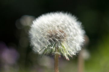 Fluffy dandelion head, plant closeup