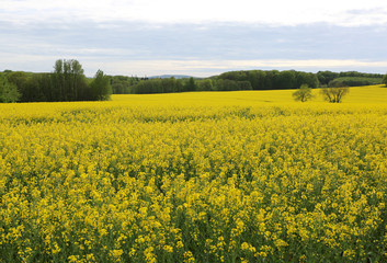 Yellow Canola Fields in Minden,Germany