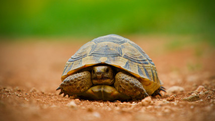 red soil and green grass; baby turtle