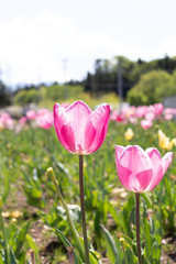 羊山公園のチューリップ