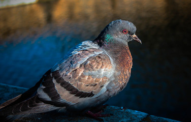 pigeon in the park