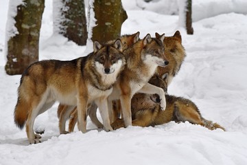 Wolves in the Bohemian Forest