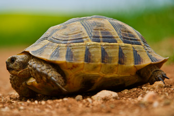 red soil and green grass; baby turtle