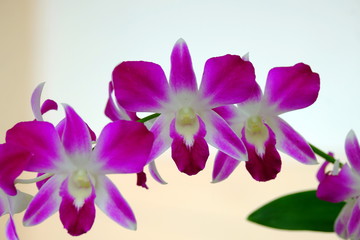 Close-up photos of orchids