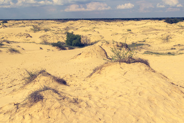 Sand dunes, dry grass and a small bush, white clouds on the blue sky on the horizon .