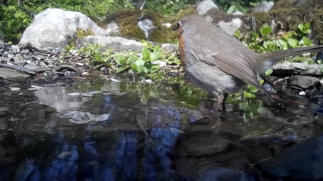 Rotkehlchen badet