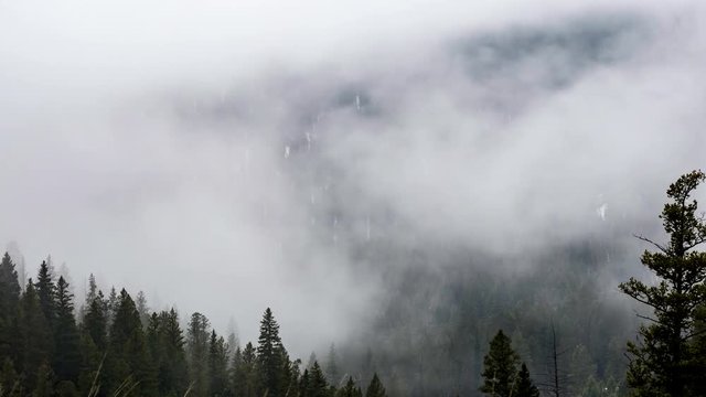 Time Lapse of Fog Over an Evergreen Forest in 4K