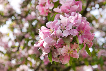 pink petals , blossoming Apple flowers