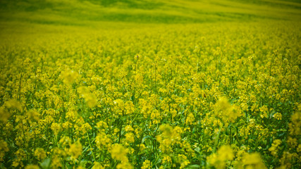 yellow flowering crop that blooms in the fields in spring