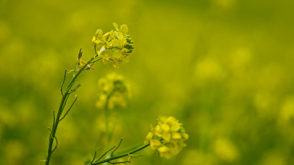 Obraz premium yellow flowering crop that blooms in the fields in spring