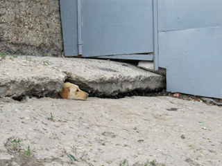 a stray dog peeking out of a cleft in a concrete slab