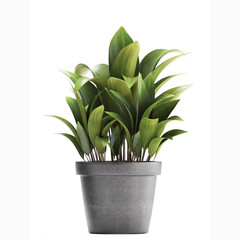 bush isolated on white background	