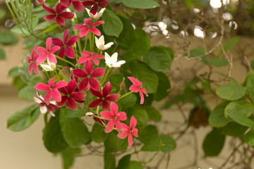 Combretum indicum. Chinese honeysuckle flower on blur background. Tropical Rangoon creeper wine and...