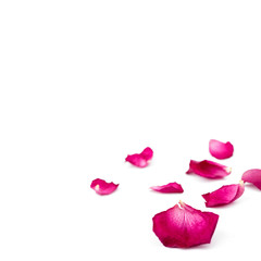 Red rose petals isolated on white. Macro.