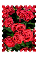bouquet of red roses isolated on white background