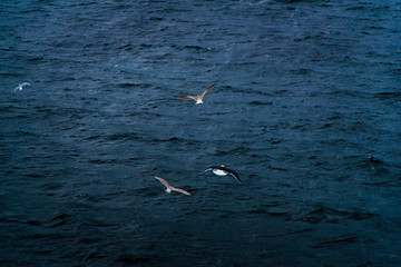Seagulls flying over the deep blue sea. Free flight. Top view dilhouette of flying birds.