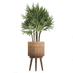 Raphis Palm on a white background