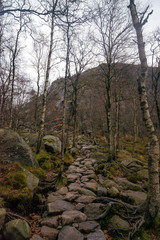 Stony path through the woods. Stony hiking trail in the mountains.