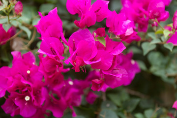Fototapeta premium Combretum indicum. Chinese honeysuckle flower on blur background. Tropical Rangoon creeper wine and white flowers.