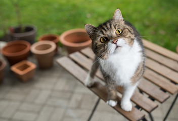 tabby white british shorthair cat standing on a garden table looking up with  some plant pots in the back