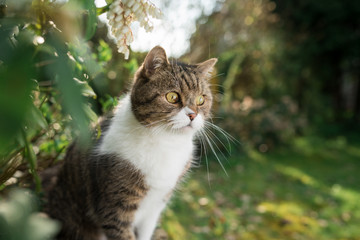tabby white british shorthair cat next to blossoming plant in the garden looking to the side