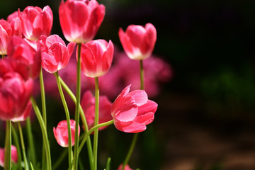 チューリップ畑