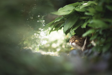 scared tabby white british shorthair cat hiding under a plant looking up on a sunny day