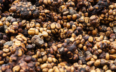 Civet coffee