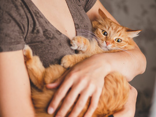 Fototapeta na wymiar Cute ginger cat is sitting on woman's hands and staring at camera. Symbol of fluffy pet adoption.