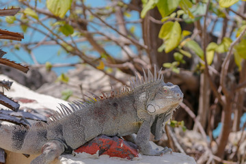 Close up of iguana resting in shade - Iguana resting after fight with blood on back and broken skin