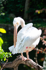 Pelican using its beak to preen its feathers in the sun