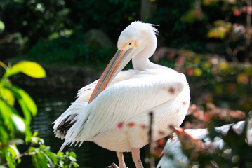 Pelican using its beak to preen its feathers in the sun