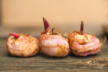 Three gladiolus bulbs close-up and copy space. Planting gladioli.