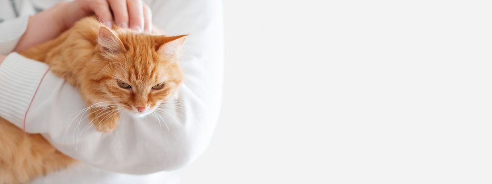 Cute ginger cat is sitting on man's hands and staring at camera. Symbol of fluffy pet adoption. Copy space.