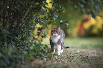 front view of a tabby white british shorthair cat sneaking through the garden on a sunny day