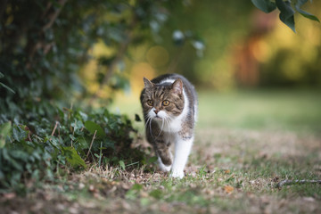 front view of a tabby white british shorthair cat sneaking through the garden