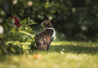 tabby white british shorthair cat standing in the garden watching birds on a sunny day