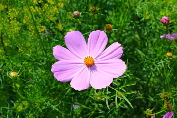 Fototapeta premium flower with pink petals closeup