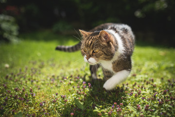 tabby white british shorthair cat walking over the lawn on a sunny day